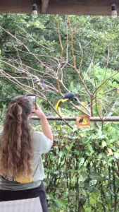 Clients observant les oiseaux durant le petit déjeuner