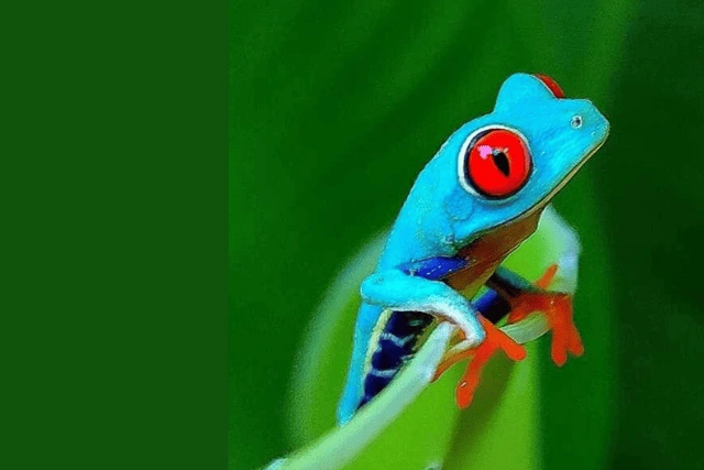 activités Bijagua ranas