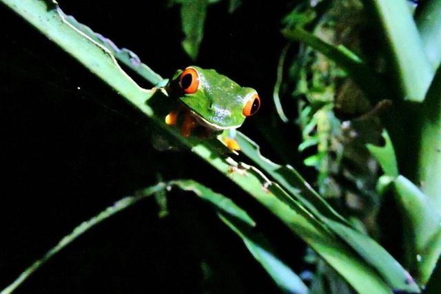Frog's Paradise