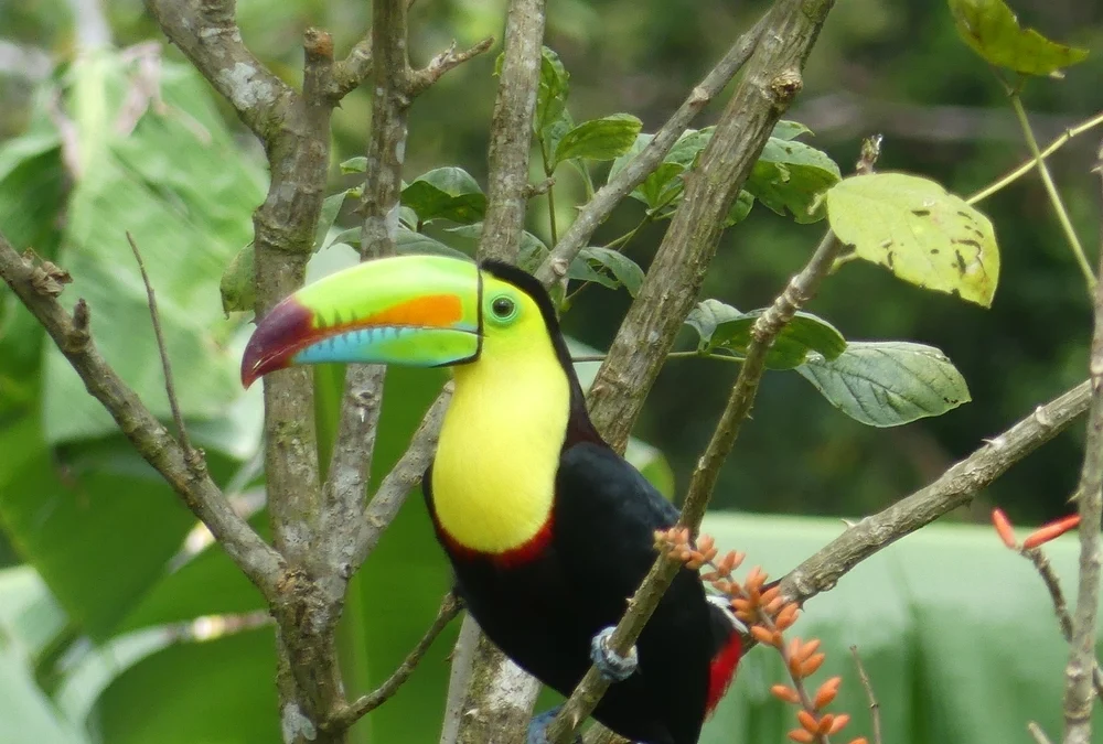 Toucan à carène photographié à Villa El Tucán