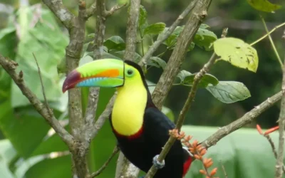 Les 3 toucans de la région: les véritables voisins colorés de Villa El Tucán