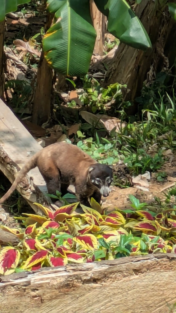 Un jeune coati à la recherche de nourriture