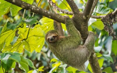 Le paresseux nageur : le maître zen de la jungle costaricienne