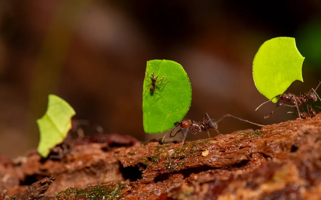 Les ingénieurs de la jungle : les fourmis coupe feuille du Costa Rica