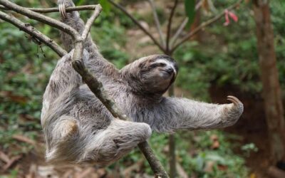 Le paresseux nageur : le maître zen de la jungle costaricienne