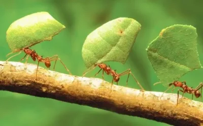 Les ingénieurs de la jungle : les fourmis coupe feuille du Costa Rica