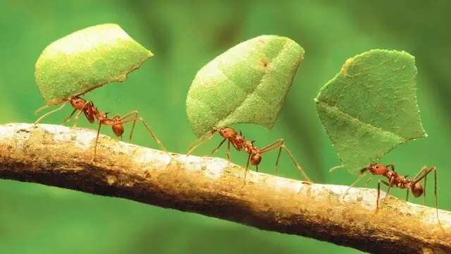 Les ingénieurs de la jungle : les fourmis coupe feuille du Costa Rica